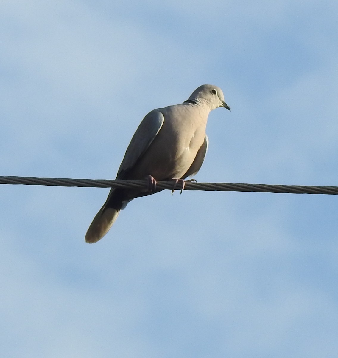 Eurasian Collared-Dove - ML289858311
