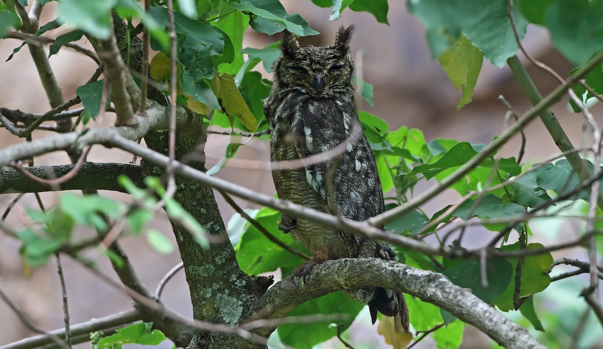 Grayish Eagle-Owl - ML289858921