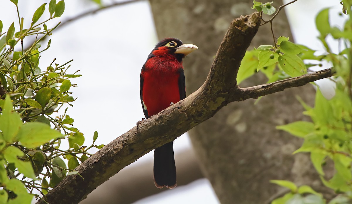 Double-toothed Barbet - Akis Gaitanakis