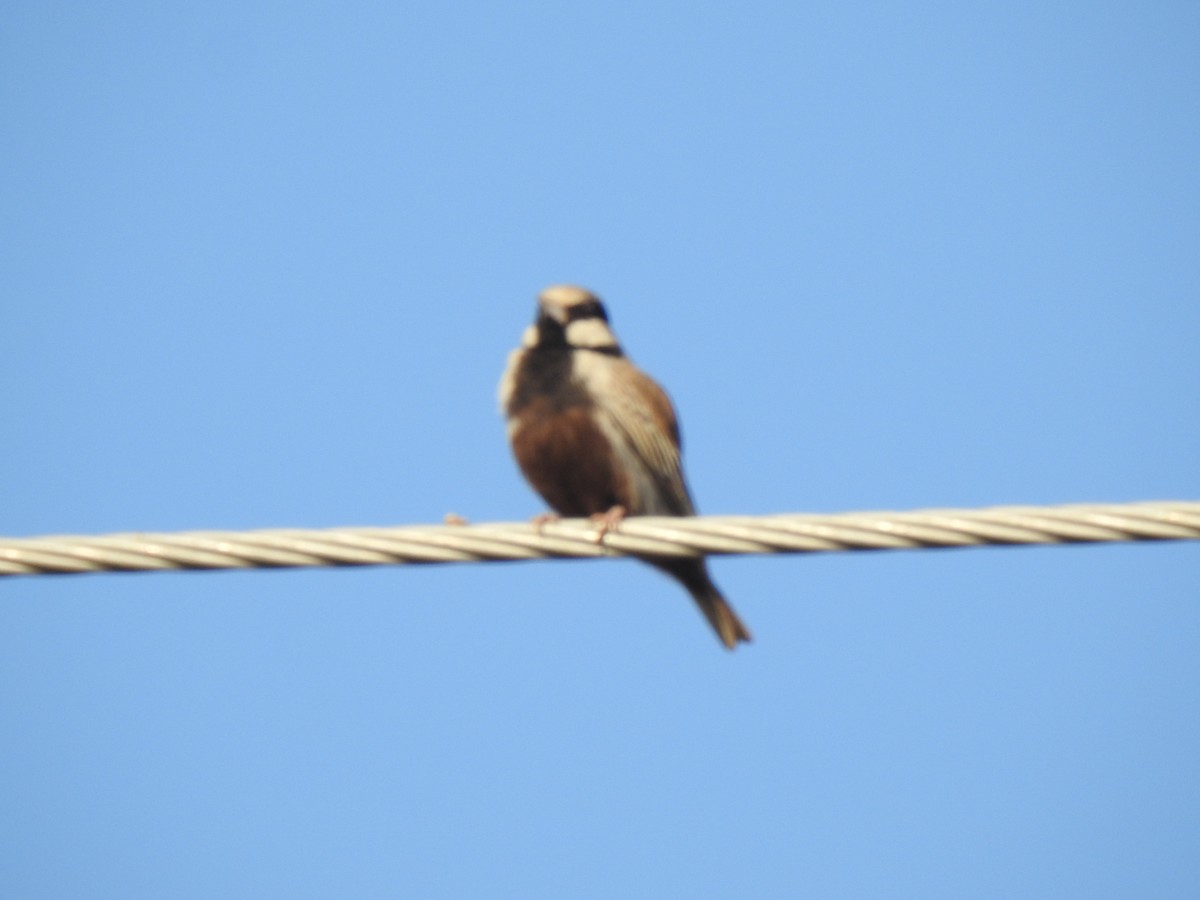 Ashy-crowned Sparrow-Lark - ML289859301