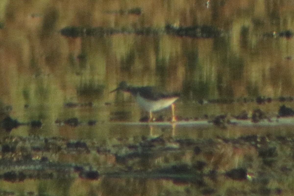 Spotted Sandpiper - ML289859461