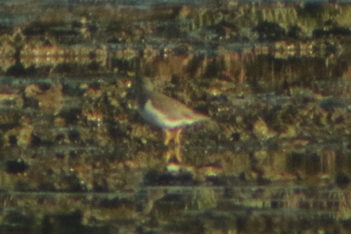 Spotted Sandpiper - ML289859471