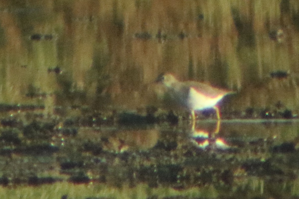 Spotted Sandpiper - ML289859481