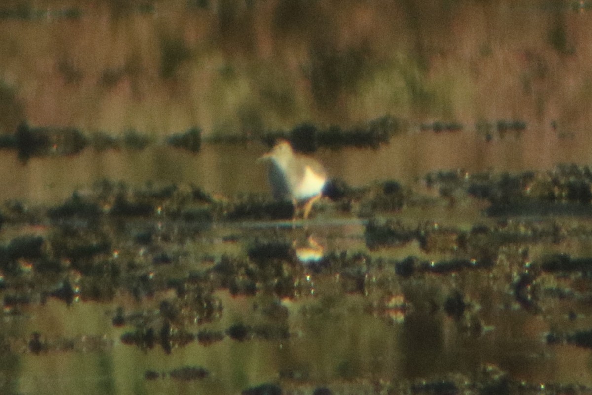 Spotted Sandpiper - ML289859491