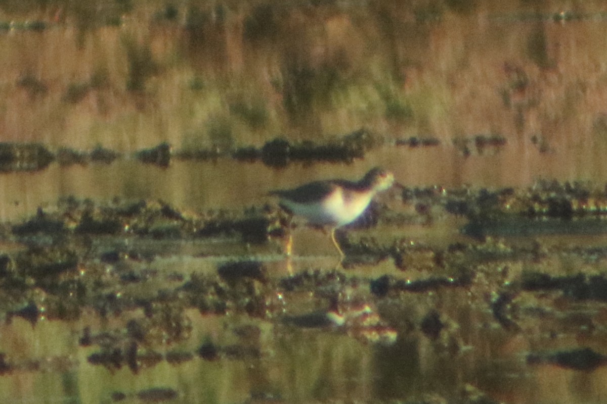Spotted Sandpiper - ML289859501