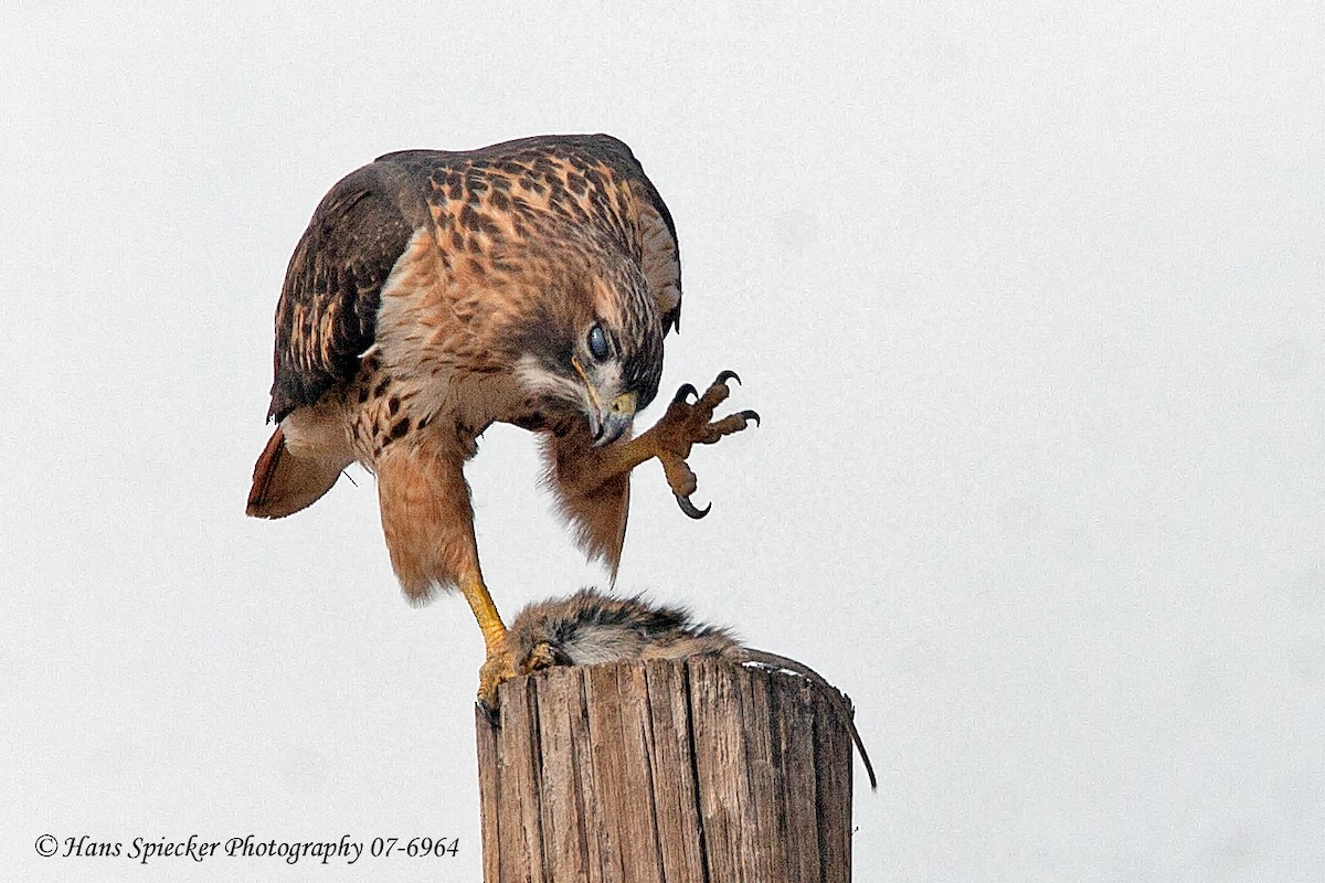 Red-tailed Hawk - ML289859511