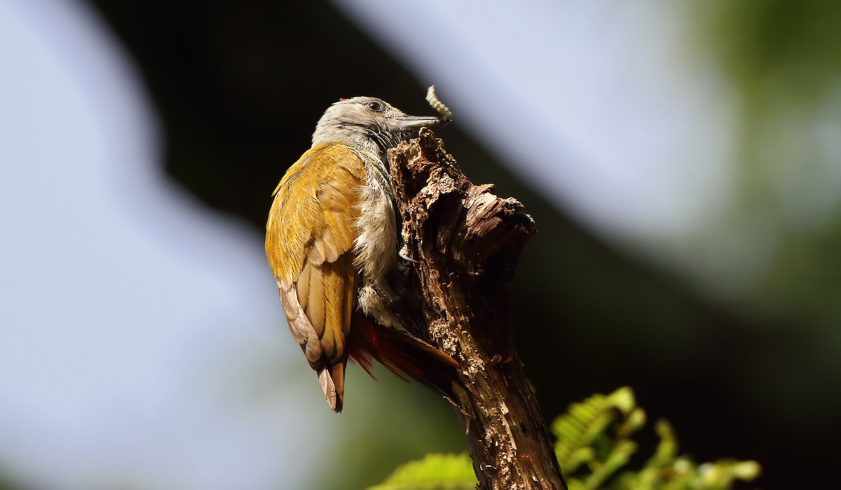 Mountain Gray Woodpecker - ML289859851