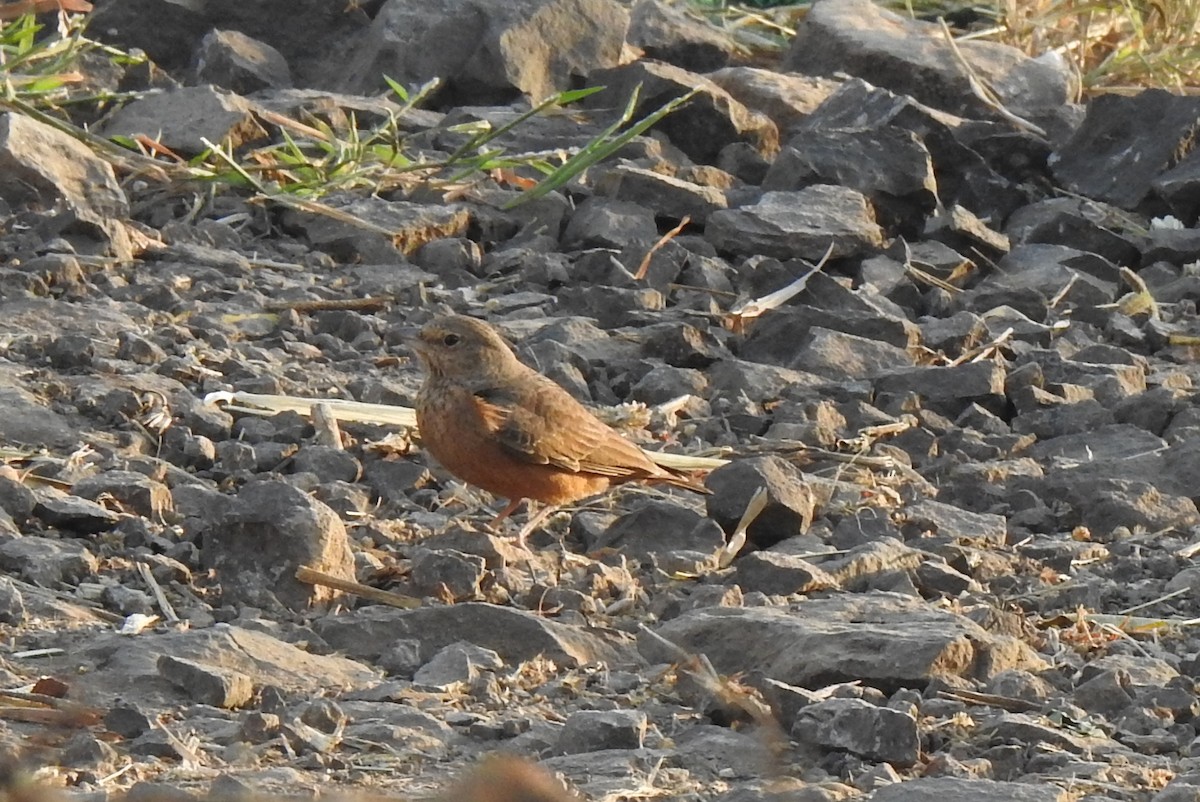 Rufous-tailed Lark - ML289860111