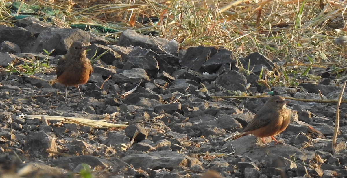 Rufous-tailed Lark - ML289860251