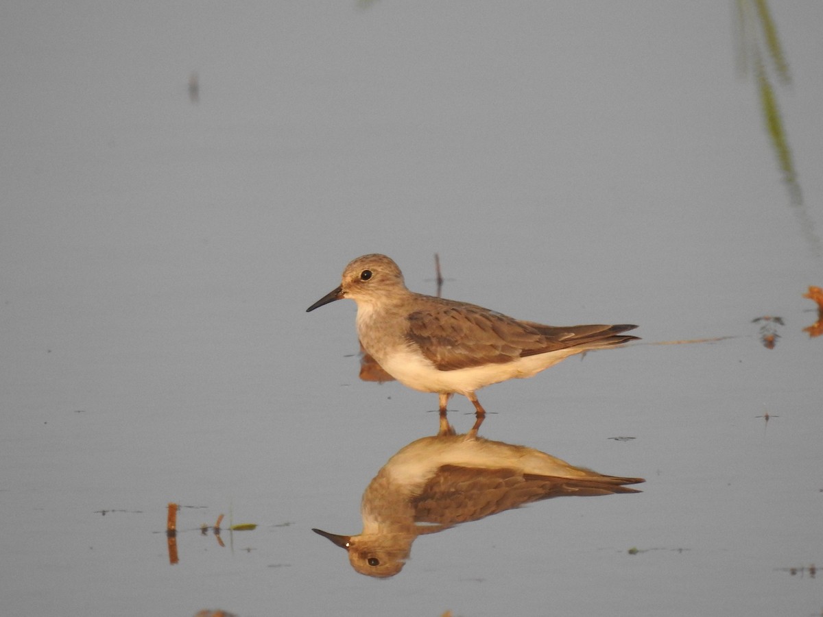 Temminck's Stint - ML289860571