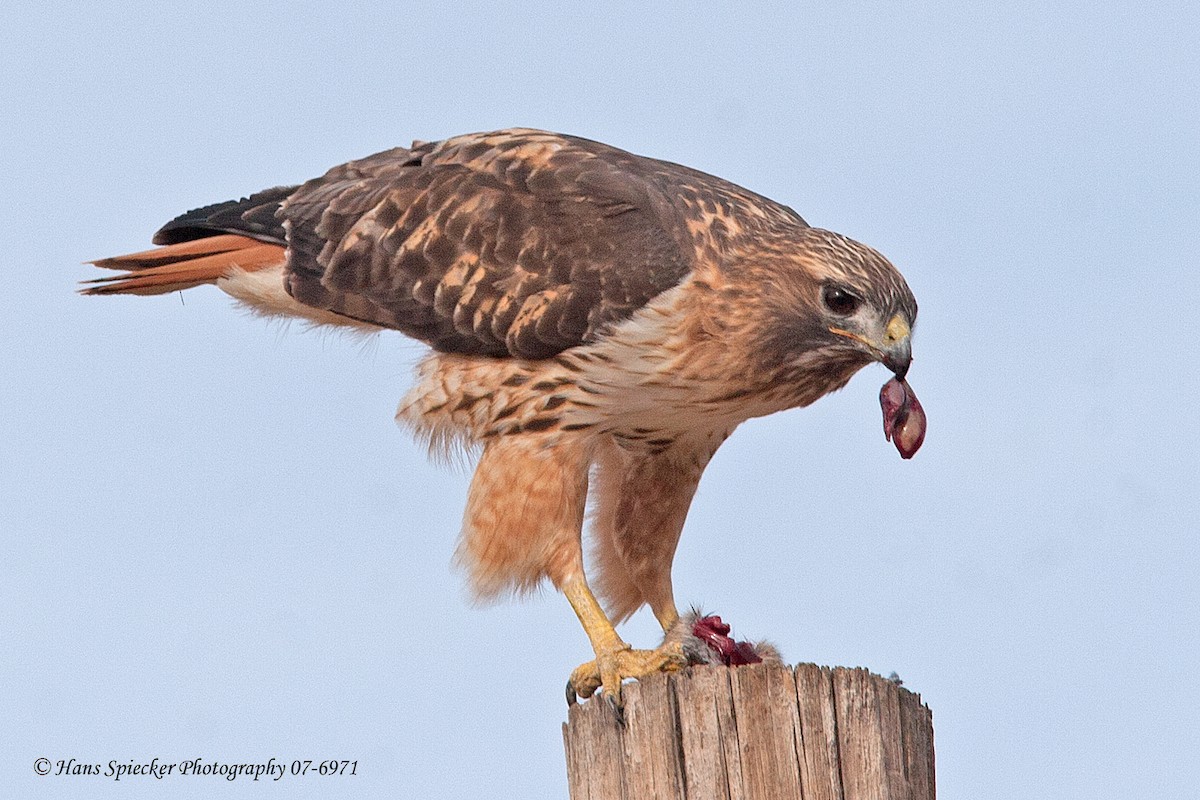 Red-tailed Hawk - ML289860591