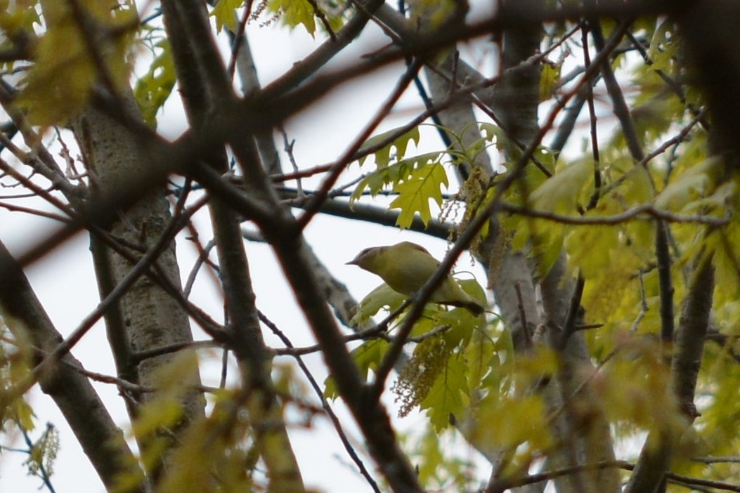 Philadelphia Vireo - ML28986161