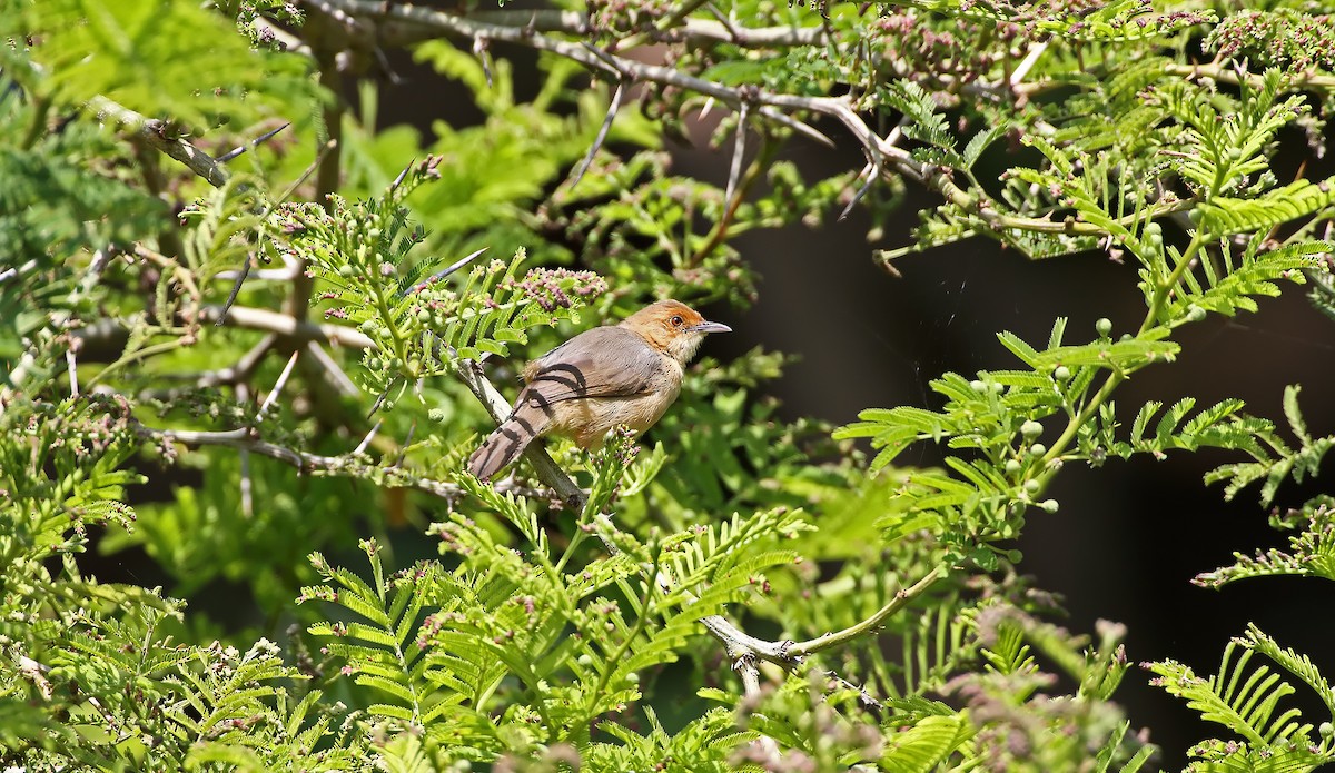 Red-faced Cisticola - ML289862571