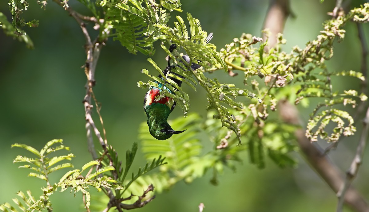 Beautiful Sunbird - ML289863261