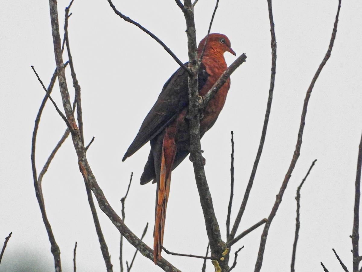 Philippine Cuckoo-Dove - ML289863711