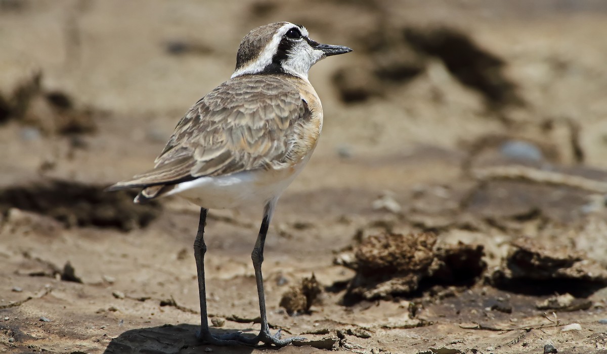 Kittlitz's Plover - Akis Gaitanakis