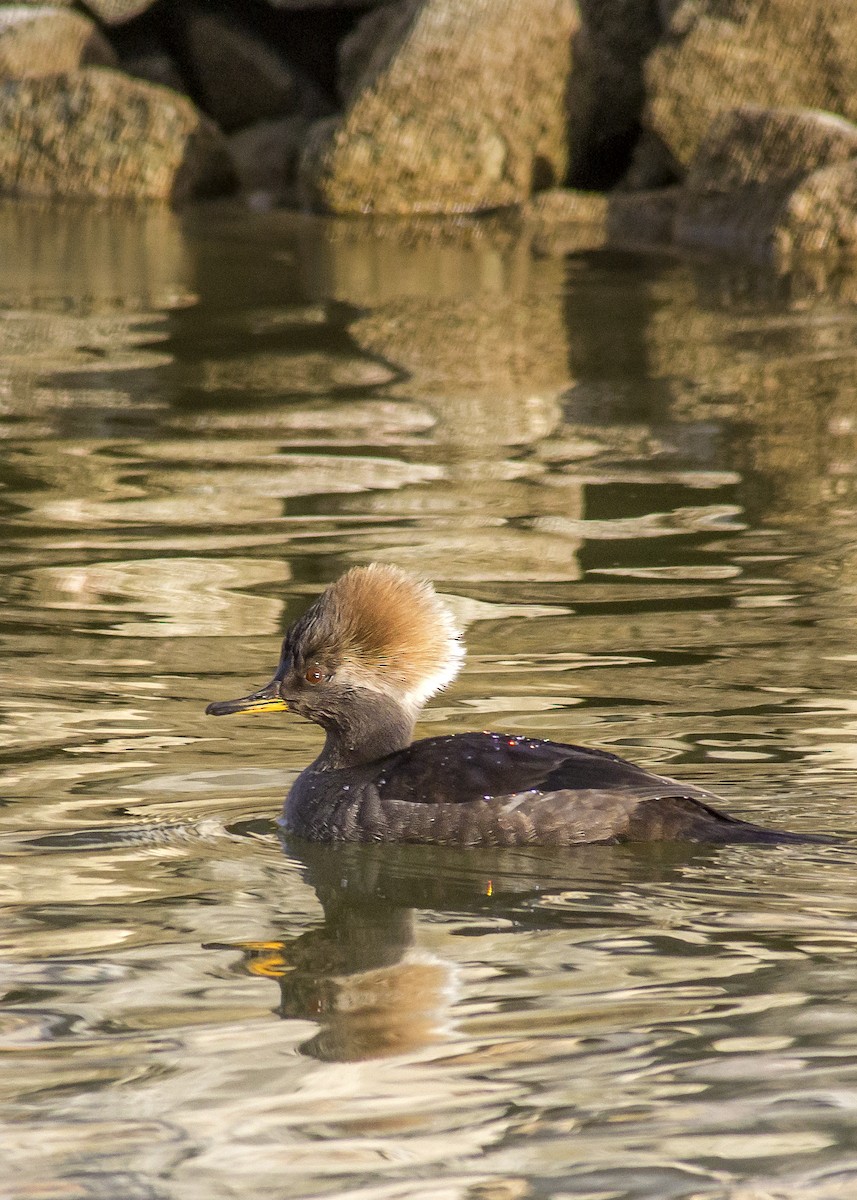 Hooded Merganser - Matthew Pendleton