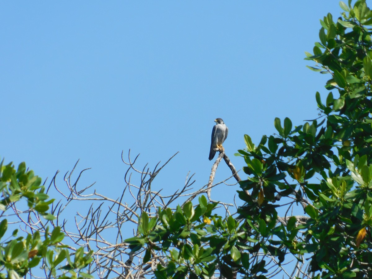 Peregrine Falcon - ML289864651