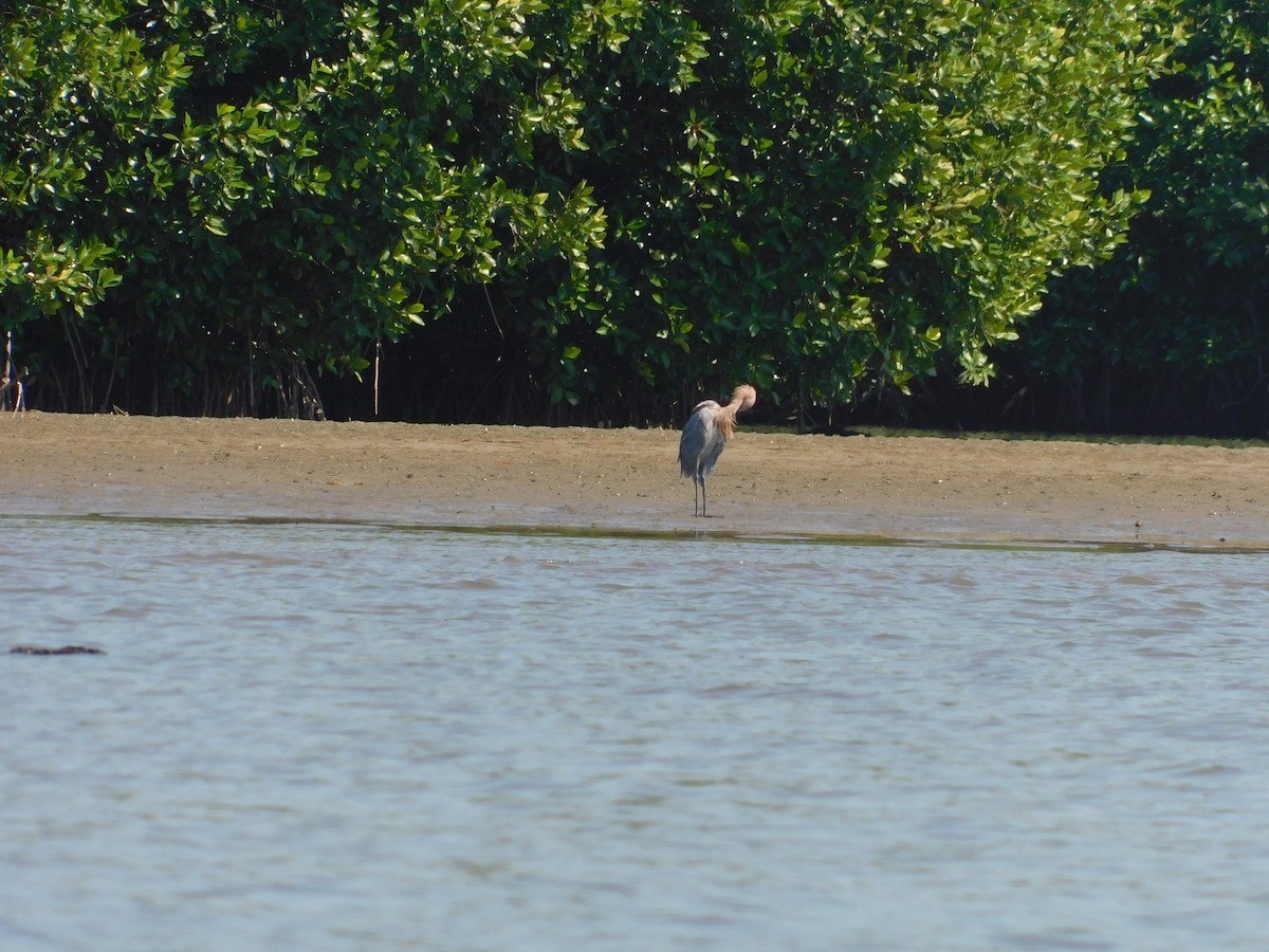 Reddish Egret - ML289865021