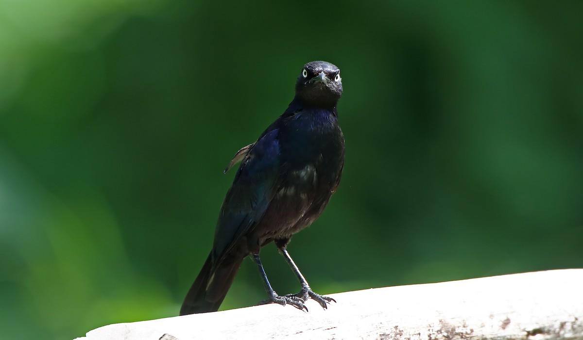 Rüppell's Starling - Akis Gaitanakis