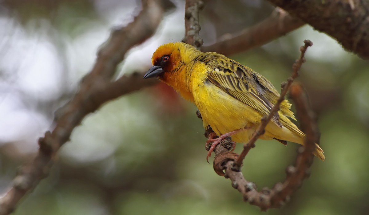 Rüppell's Weaver - ML289866091