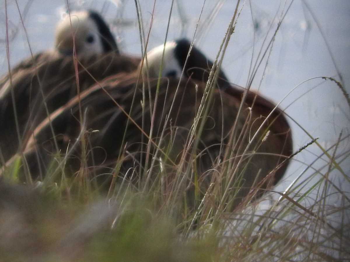 White-faced Whistling-Duck - ML28986651