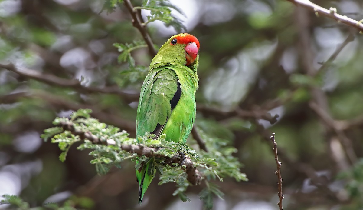 Black-winged Lovebird - ML289866771