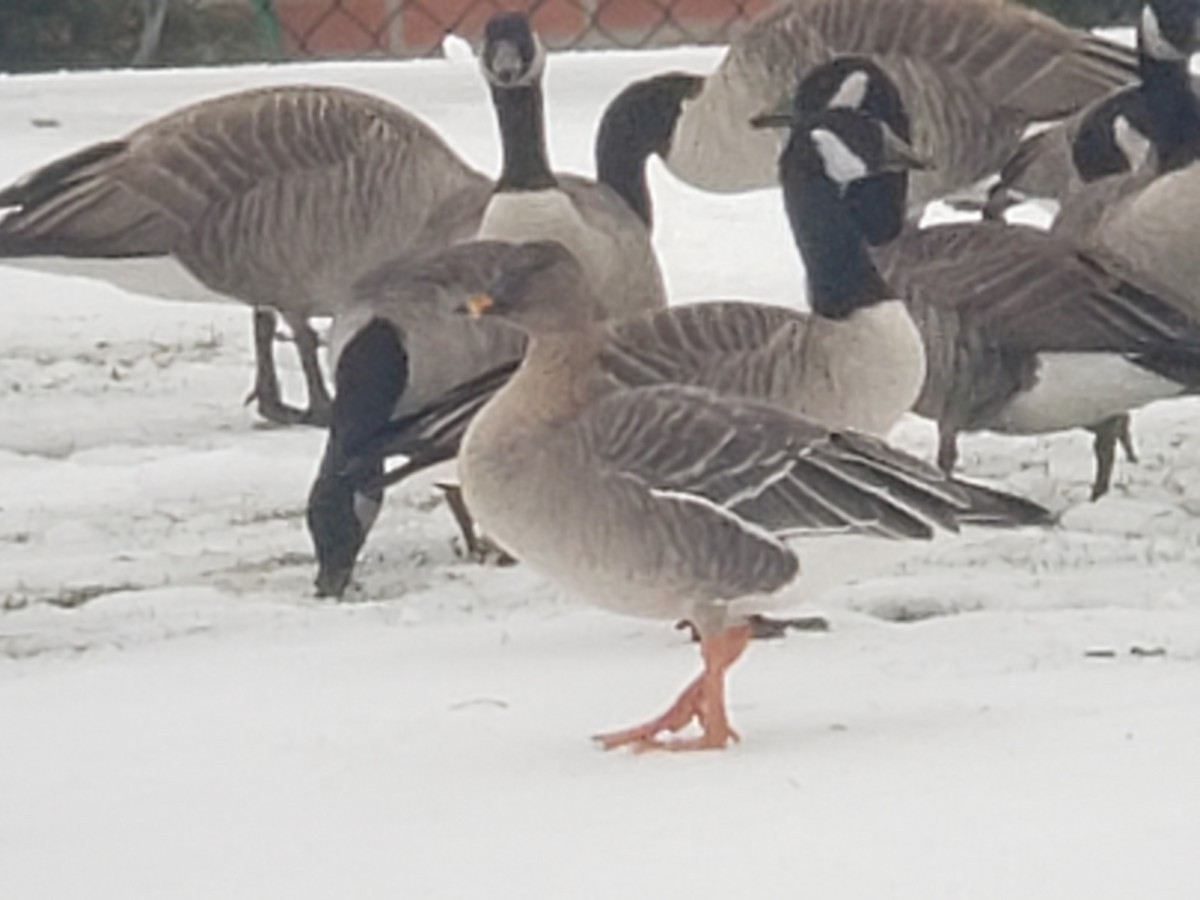 eBird Checklist 20 Dec 2020 stakeout Tundra Bean Goose, Rolling