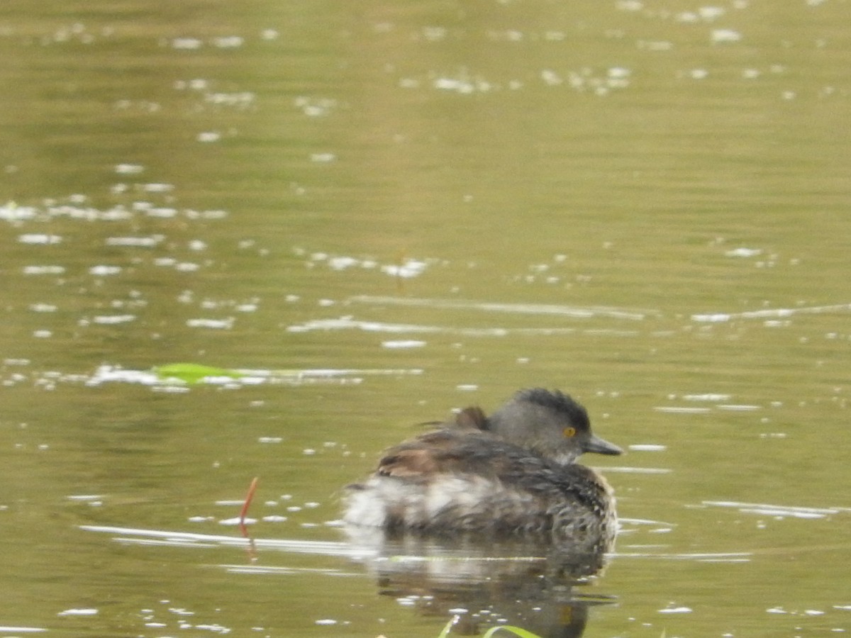 Least Grebe - ML28986811