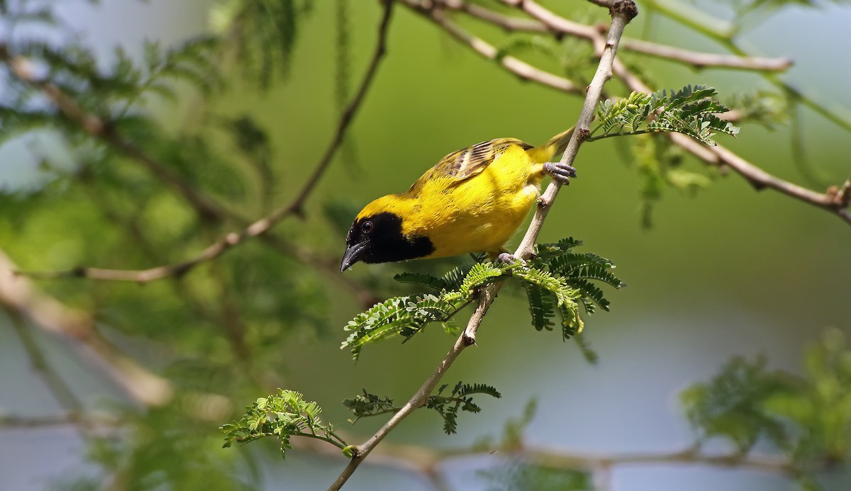 Little Weaver - ML289869091