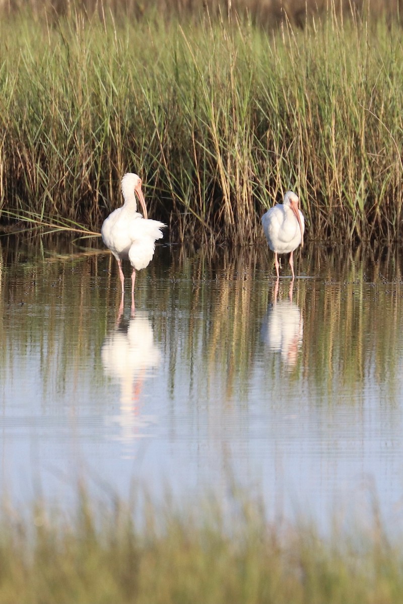 White Ibis - ML289869801