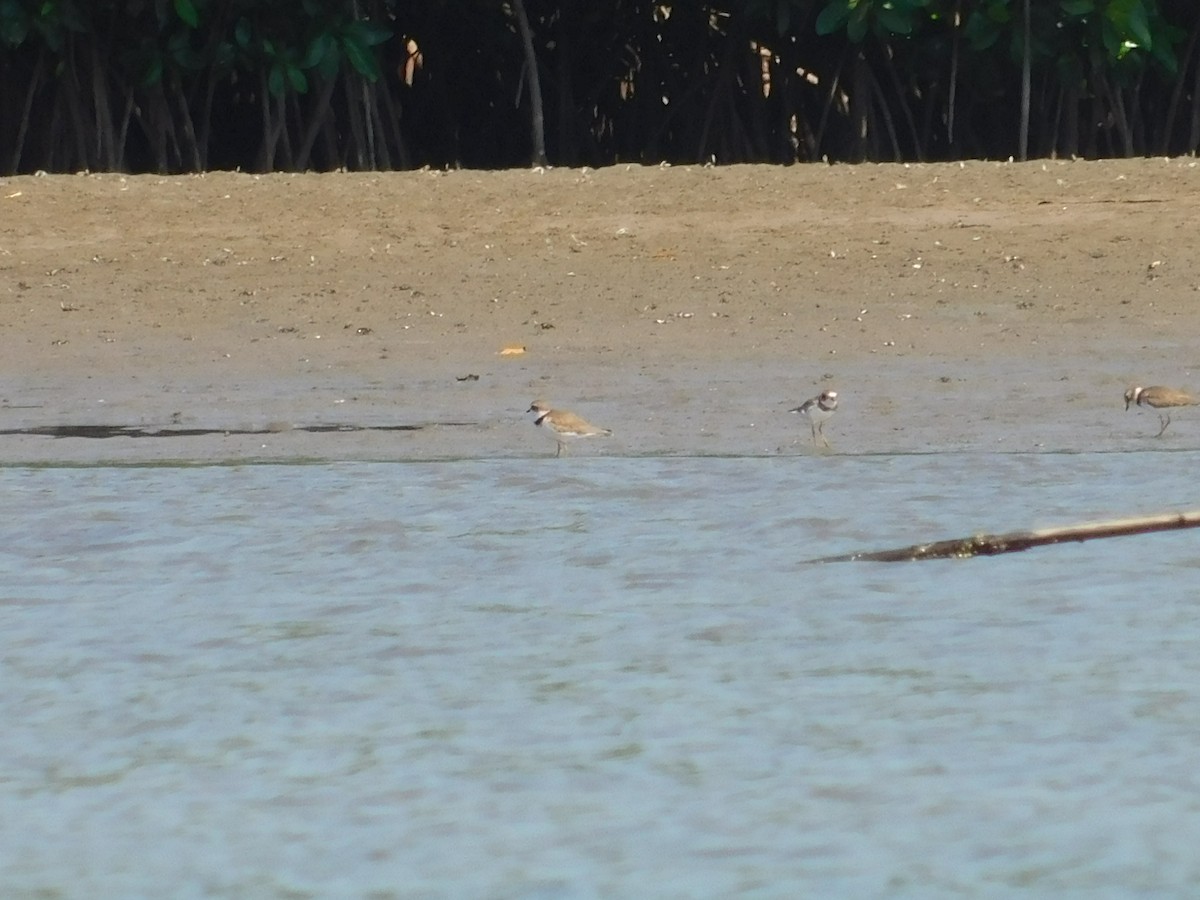 shorebird sp. - ML289869871