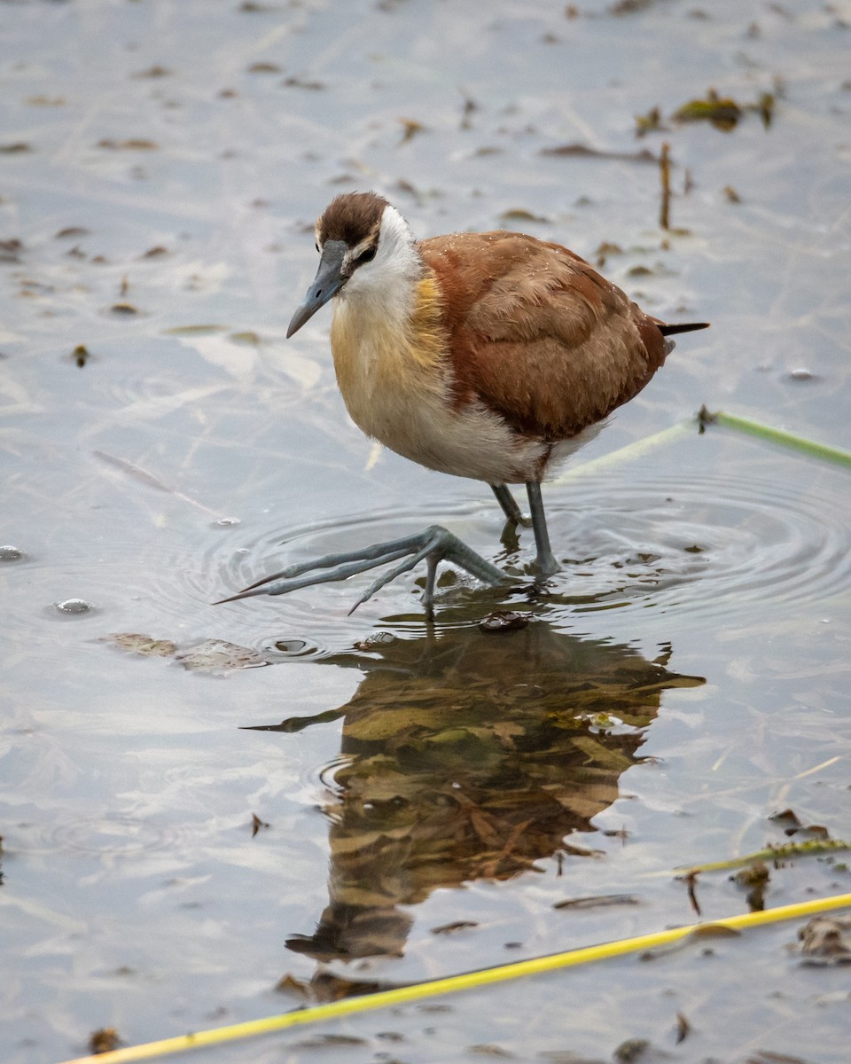 African Jacana - Alistair Routledge