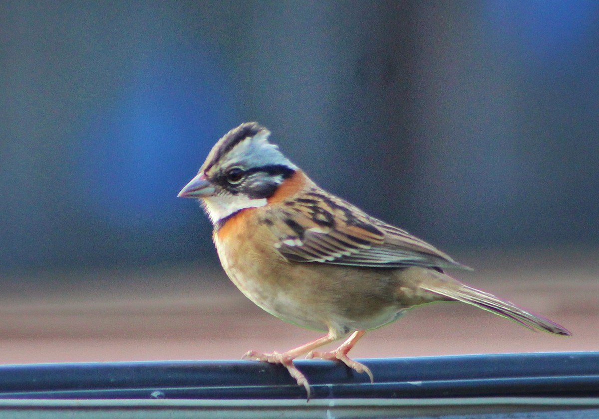 Rufous-collared Sparrow - ML289872831