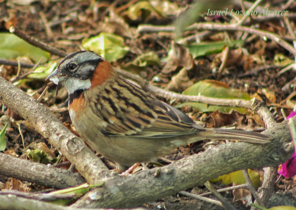Rufous-collared Sparrow - ML289873121