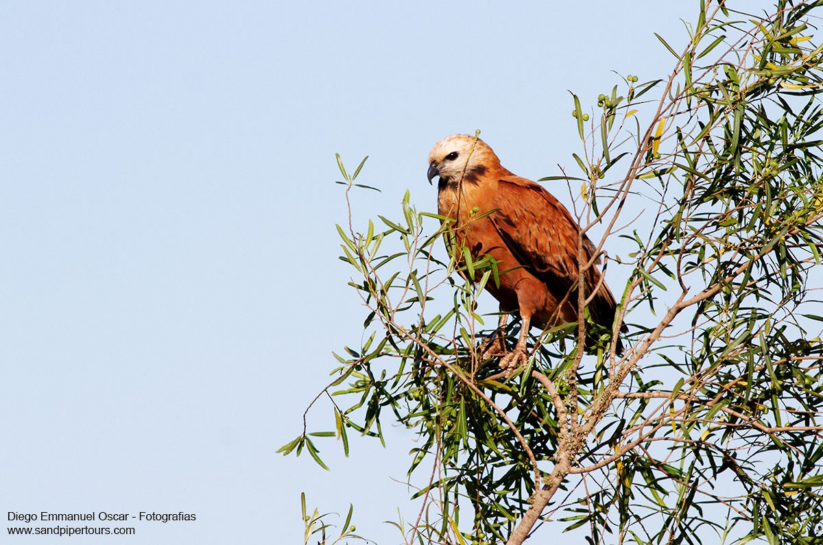 Black-collared Hawk - Diego Oscar / Sandpiper Birding & Tours