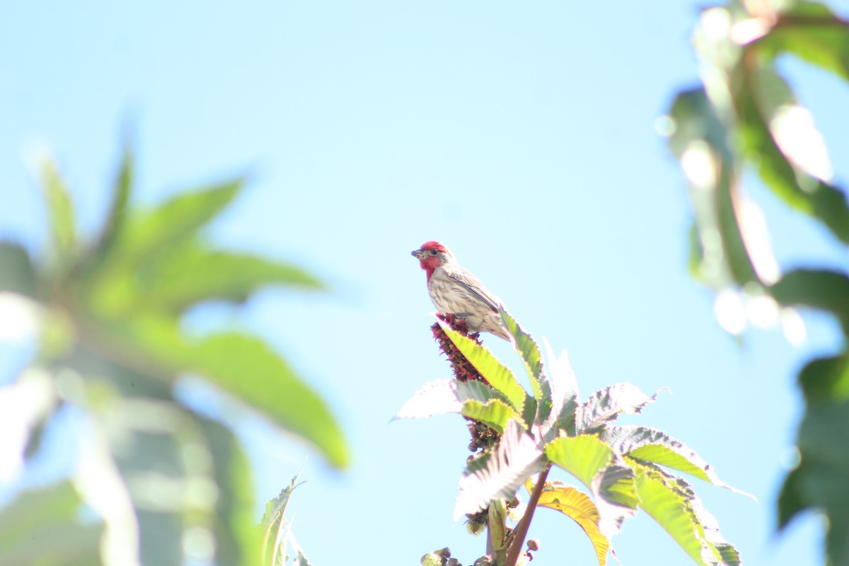 House Finch - ML289873681