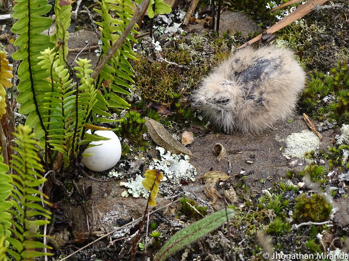 Band-winged Nightjar - ML28987481