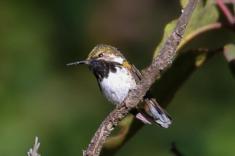 Bumblebee Hummingbird - ML289876351