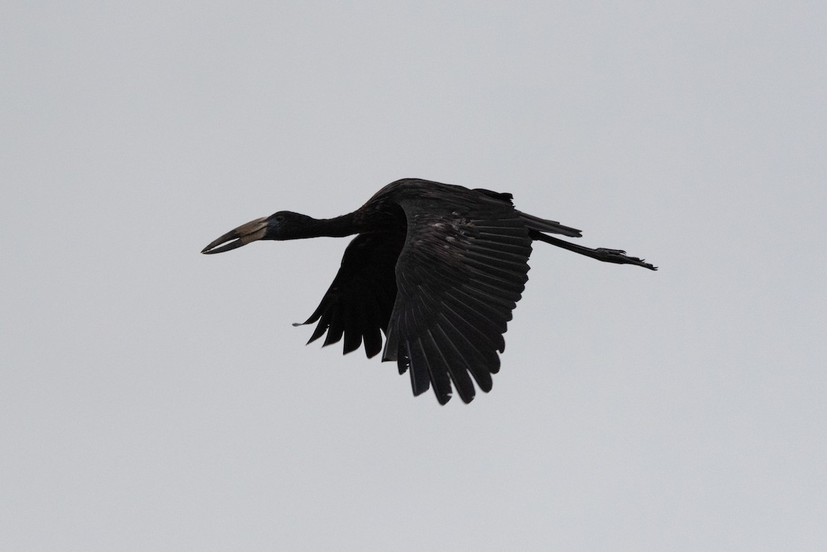 African Openbill - ML289876651