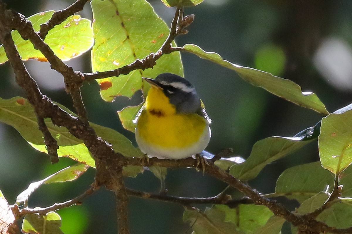 Crescent-chested Warbler - ML289876681