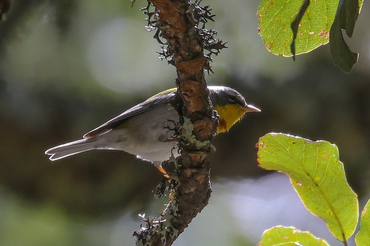 Crescent-chested Warbler - ML289876711
