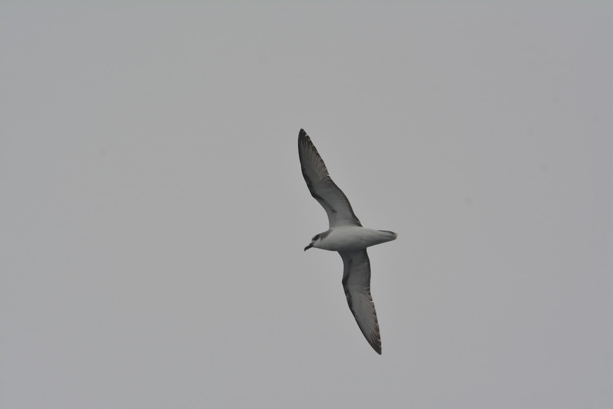 Masatierra Petrel - Marcelo Torrejon Veliz