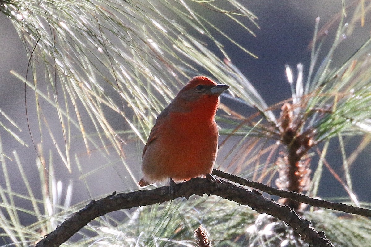 Hepatic Tanager - ML289876871
