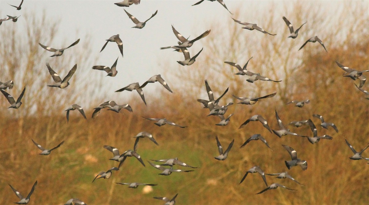Common Wood-Pigeon - ML289877271