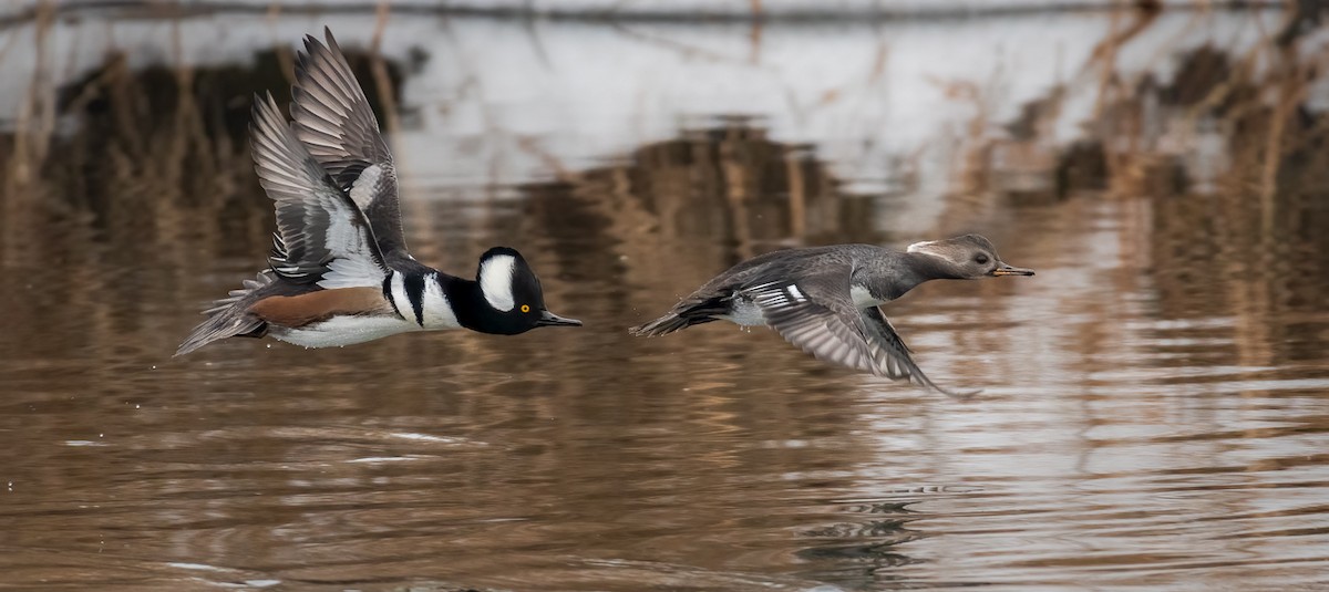 Hooded Merganser - ML289878781