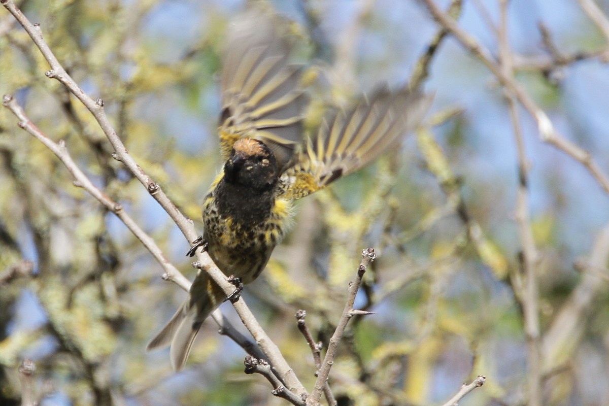 Fire-fronted Serin - ML289881501
