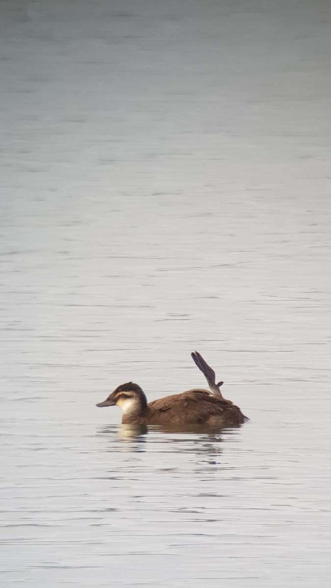 White-headed Duck - ML289881831