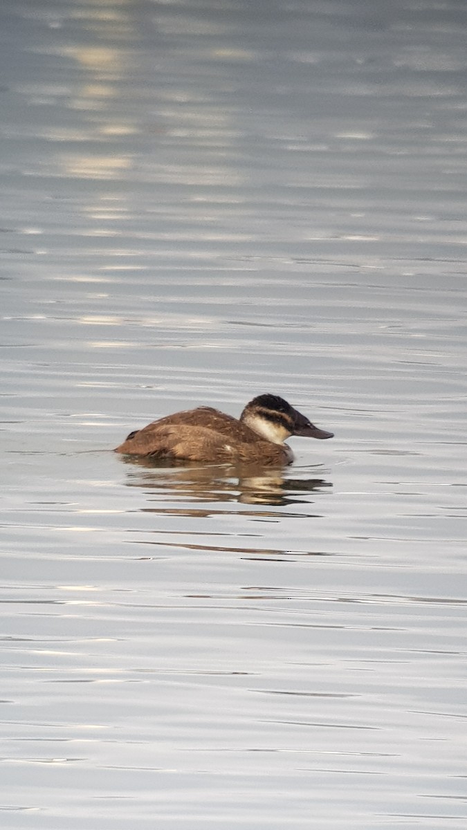 White-headed Duck - ML289881871