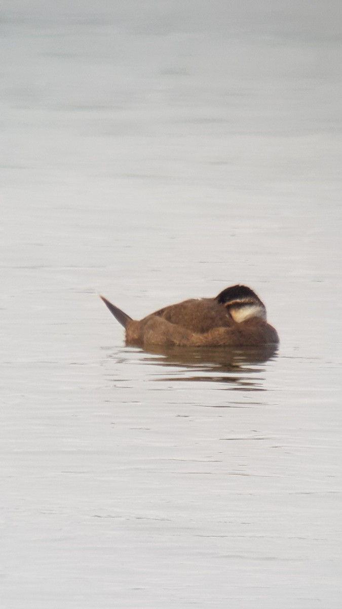 White-headed Duck - Lukas Sobotta